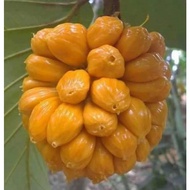 Anak Pokok Cempunik/Cempunek/Cemponek/Tarap Merah