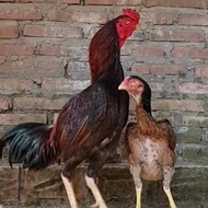 ayam aseel pakistan