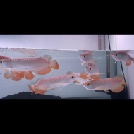 Ikan Arwana Golden Red 16- 20Cm Non Cod