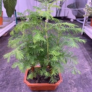 Dawn red wood, pot length 7inches, ht 250 to 300mm, 3 to 4 stems in a pot