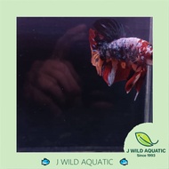 [J Wild Aquatic]——Top Grade Giant Betta 顶级巨型泰斗
