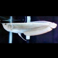BIG SALE Arwana silver red 40-45cm promo