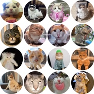 Cat Meme Part 4 Animal Button Badge 58mm
