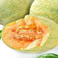Red Pearl Honey Melon 2 Seeds 宝石 哈密瓜 2粒 (90-100 days, oval shape, Yellow Green Skinned, 3Kg weight)