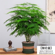 Flower Weng Large Asparagus Fern Bonsai Plant Indoor Hydroponic Plant and Flower Living Room Desktop Office Green Plant