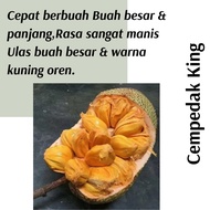 (Real Plant) Anak Pokok Cempedak King  cepat berbuah hybrid premium top quality kebun