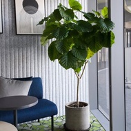 【室內盆栽】愛心榕盆栽 開幕盆栽 盆栽送禮 升遷送禮 辦公室植物