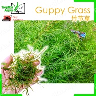 Guppy Grass (Najas grass) 竹节草 (bag) - aquarium plant aqua plant fish tank [lowtech]
