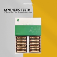 YP Synthetic Gigi Sintesis Gigi Graham Bawah 1 Box Dental