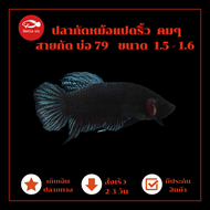 ปลากัดหม้อแปดริ้ว บ่อ 79 คมๆ ดุๆ กัดทน  ขนาด 1.5-1.6 สีเทา เทาแดง มีประกันสินค้า เก็บปลายทางได้