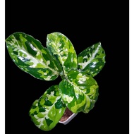 Sindo -  Aglaonema Pictum Tricolor  A Stunning Indoor Plant for Gardening Enthusiasts