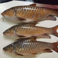 IKAN KELAH MERAH FROM SARAWAK RIVER (红吉罗) - 1.6kg to 1.9kg size