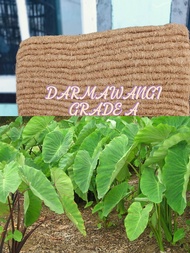 dmsp-daun talas kering kemasan 1kg