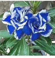 50 Adenium Desert Rose Flower Seeds Blue & White: Package Contain Seeds