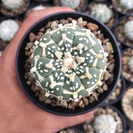 kaktus astrophytum asterias V type