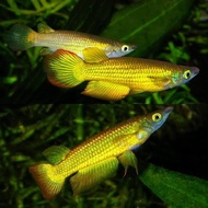 ikan golden pancak size 3-4cm arwana mini hiasan aquarium