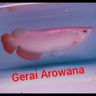 Ikan Arwana Super Red +-36cm Body Kotak