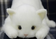 日本制 仿真  貓 公仔