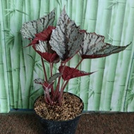 tanaman hias begonia silver Rex