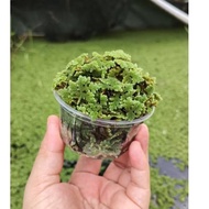 Azolla Segar Stok Cepat Habispokok air/hiasan ternakan air/air plant/makanan ayam itik/hiasan akuari
