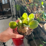 Sinningia Bullata 5.5 cm (Rare to find in SG)