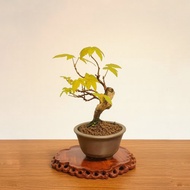 小品盆栽・日本宮樣楓・ミヤサマカエデ