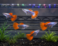 GPS Aquatic Dumbo Koi Guppy 1 pair