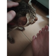 D613 束口桌布1.6米👉 【1】透明---------------------平台rm16RM卖价RMxx西马RM8东马RM16-----y---------------包装重量：0.5KG包装尺