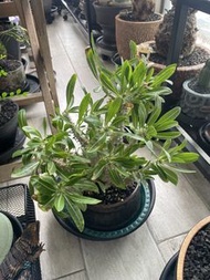 席巴女王 大 連塊根盆 植物