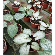 Caladium White Plant - Fresh Gardening Indoor Plant Outdoor Plants for Home Garden
