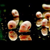 皇家水族 莓果螺 除藻 螺類 觀賞螺 活餌