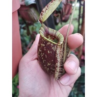 nepenthes hookeriana