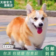 Corgi Puppy Baka Campuran Rambut Pendek Comel Murah Keluarga Anjing Haiwan Peliharaan Super Comel Hi