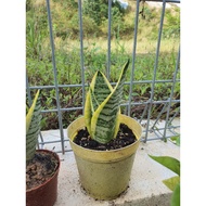 Baby Snake Plant (Dwarf Sansevieria)