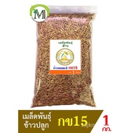 High quality seeds in Thailand ready to send plump rice, rice, jasmine rice, 15 kg weight, 1 kg plum