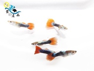 純品系  紅龍孔雀魚 (一對) 純品系孔雀魚專區 活體宅配 戶外飼養