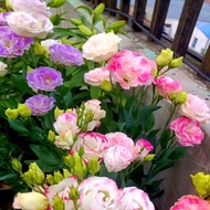 [Heat-Resistant] Eustoma Flowers Authentic Four Seasons Breeding Indoor and Outdoor Flowers Everbloo