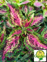 Mayana Coleus Pink Mosaic (Rare Mayana) with FREE plastic pot, pebbles and garden soil (Indoor Plant, Real Plant, Live Plant and Limited Stock) - Plants for Sale