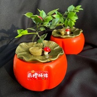 植栽 室內盆栽 柿柿如意盆栽 竹柏