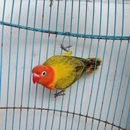 TERBARU burung lovebird Biola Ewing gold PROMO