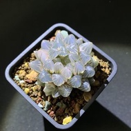 多肉植物 十二卷 糊斑霓虹燈