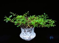 (94) 念珠橄欖 念珠沒藥　Commiphora sp. Eyl (Somanlia) / 塊根植物 Caudex / 另售象牙宮、龜甲龍、索馬里葡萄甕、念珠橄欖