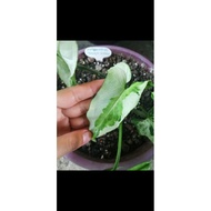 keratan pokok 3 kings