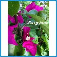 ✧ ▧ SALE!! RARE  ROOTED BOUGAINVILLEA