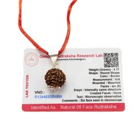 6 Mukhi (6 Face Rudraksha) Lab Certified Original Rudraksha Bead with Red Thread