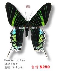 蟲新發現╭○-○╮蝴蝶標本A1~劍尾燕蛾 展翅7~8CM 產地：秘魯