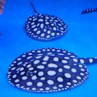ikan pari air tawar black diamond
