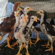 anak ayam bangkok super blorok madu/ur 1bulan