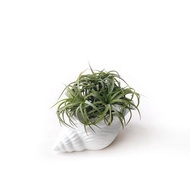 群生德魯伊小精靈 空氣鳳梨 搭配貝殼純白水泥盆器