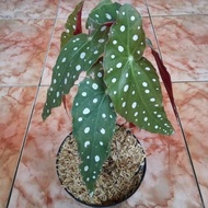 tanaman hias begonia pulkadot - begonia polkadot -begonia macan